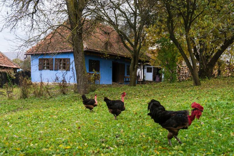 Count Kalnoky'S Transylvanian Guesthouses Miclosoara 外观 照片